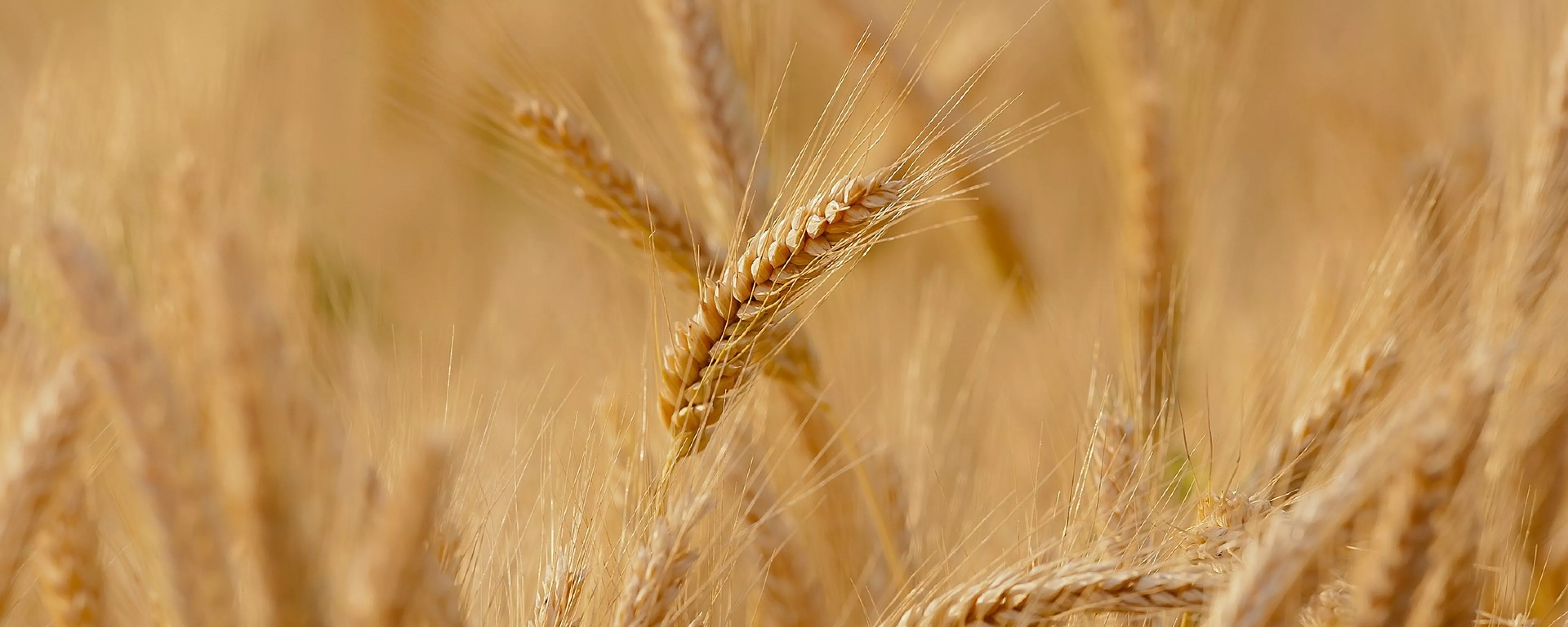 Les marques de céréales veillent au grain