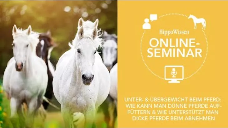 Preview image for the video "HippoWissen Fütterungsseminar: Das richtige Pferdegewicht: Zu dünn? Zu dick?".